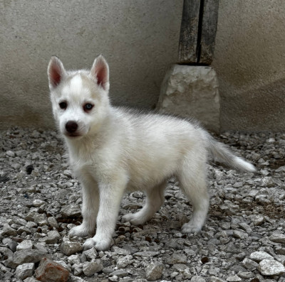 Les chiots de Siberian Husky