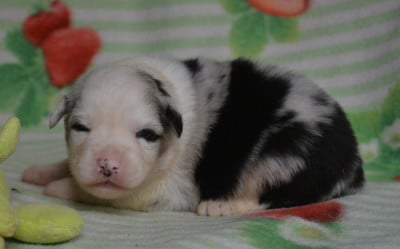 Chiot 2 - Berger Australien