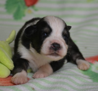Chiot 3 - Berger Australien