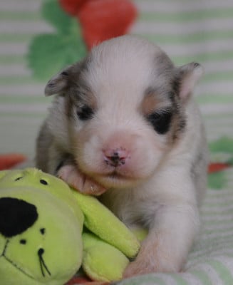 Chiot 4 - Berger Australien