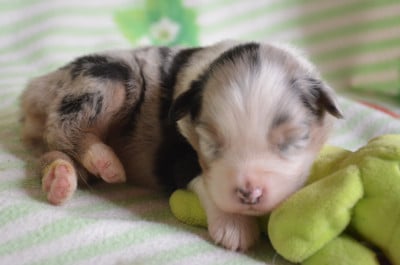 Chiot 5 - Berger Australien