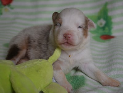 Chiot 6 - Berger Australien