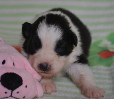 Chiot 7 - Berger Australien