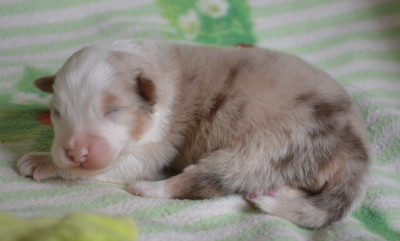 Les chiots de Berger Australien