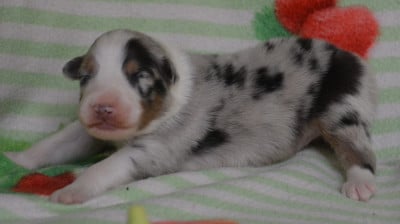 Les chiots de Berger Australien