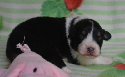 Les chiots de Berger Australien
