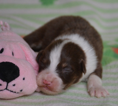 Les chiots de Berger Australien