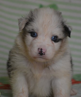 Les chiots de Berger Australien