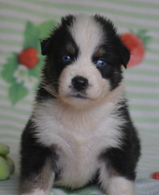 Les chiots de Berger Australien