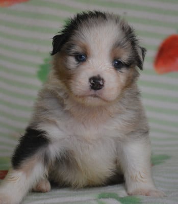 Les chiots de Berger Australien