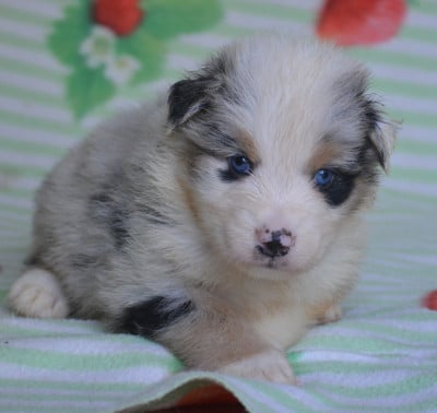 Les chiots de Berger Australien