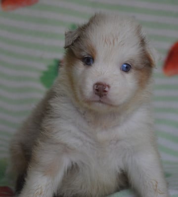Les chiots de Berger Australien