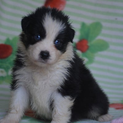 Les chiots de Berger Australien
