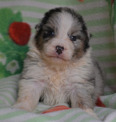 Les chiots de Berger Australien