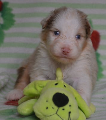Les chiots de Berger Australien