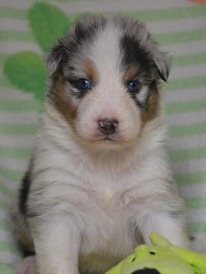 Les chiots de Berger Australien