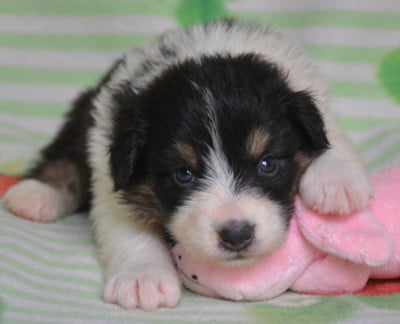 Les chiots de Berger Australien