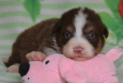 Les chiots de Berger Australien