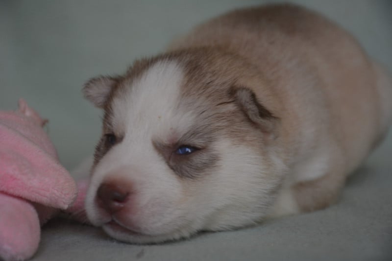 Siberian Husky - du Domaine D'Eily