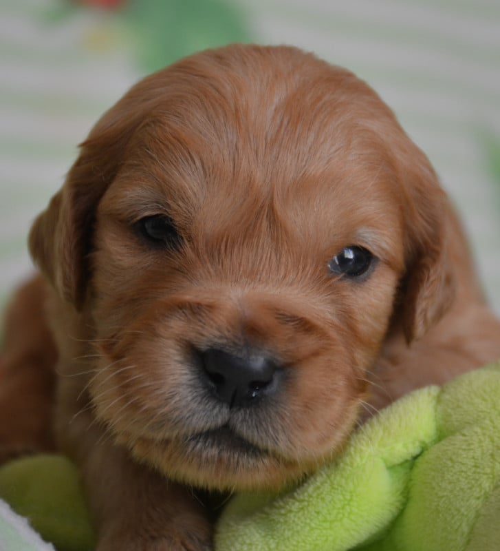 Golden Retriever - du Domaine D'Eily