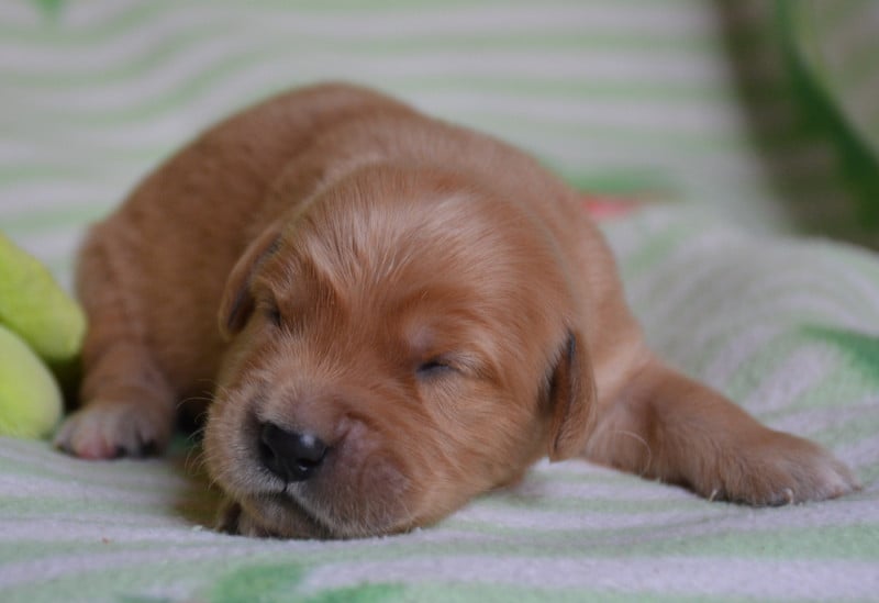 Golden Retriever - du Domaine D'Eily