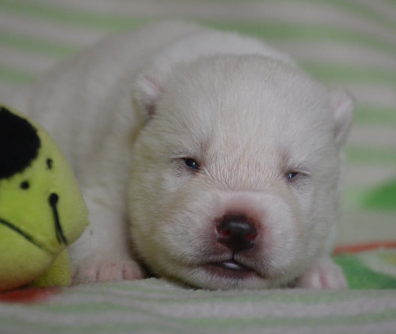 Siberian Husky - du Domaine D'Eily