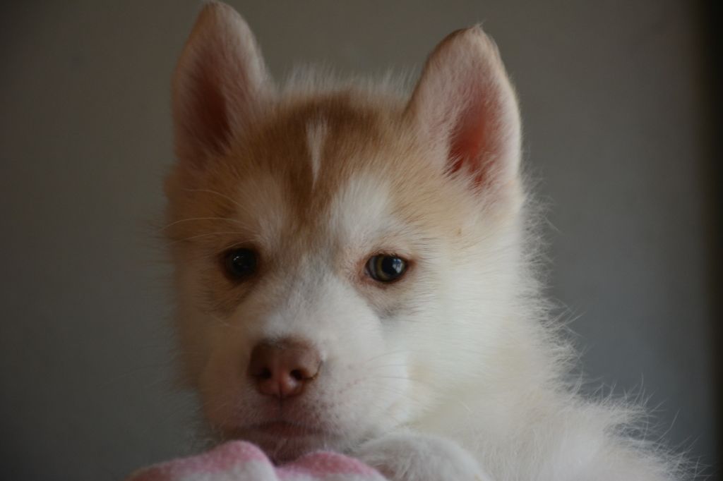 Chiot Siberian Husky, mâle disponible en Ile De France, 77