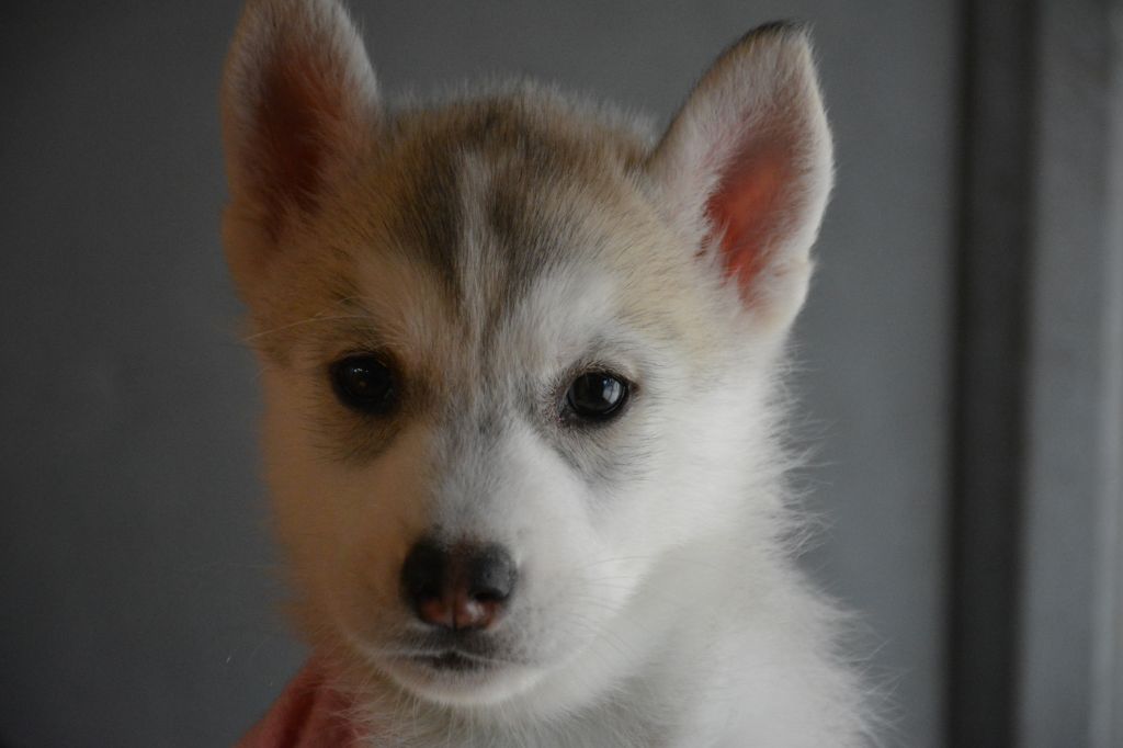 Chiot Siberian Husky, femelle disponible en Ile De France