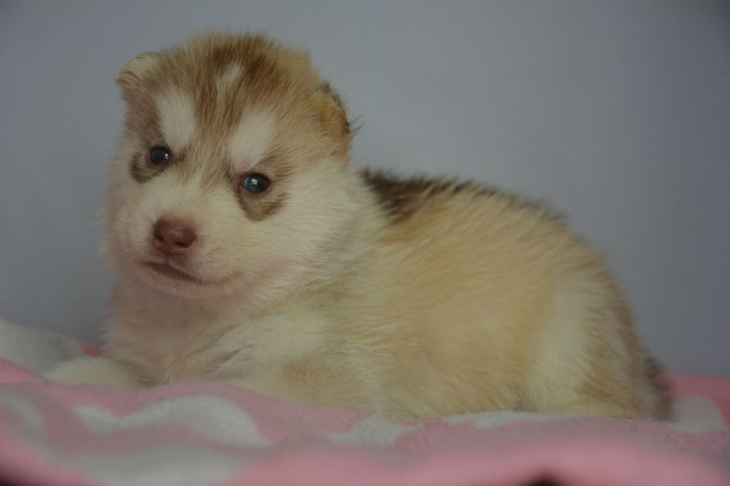 Chiot Siberian Husky, mâle disponible en Ile De France, 77