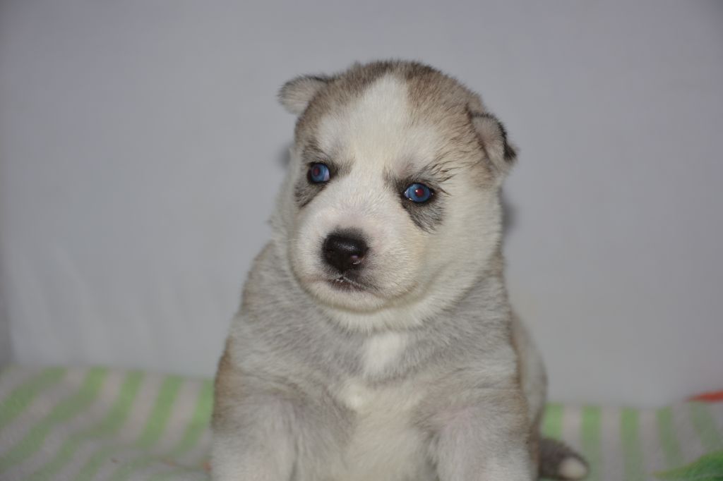 Chiot Siberian Husky, femelle disponible en Ile De France