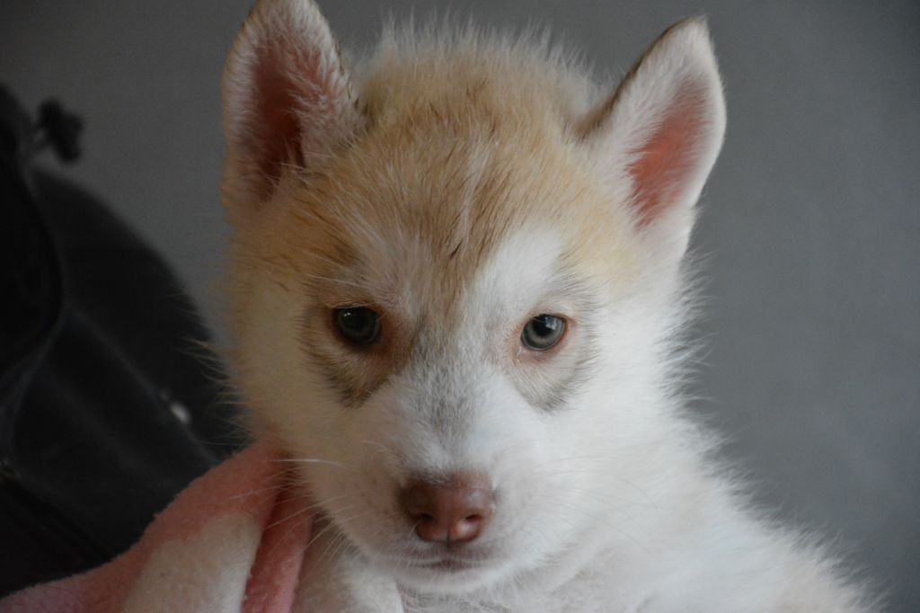 Chiot Siberian Husky, mâle disponible en Ile De France, 77