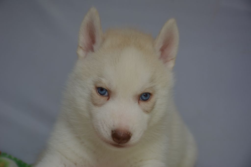 Chiot Siberian Husky, mâle disponible en Ile De France, 77