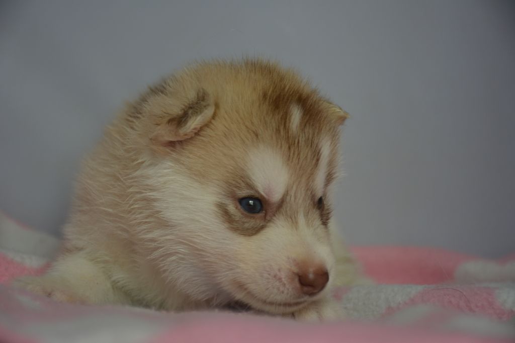 Chiot Siberian Husky, mâle disponible en Ile De France, 77