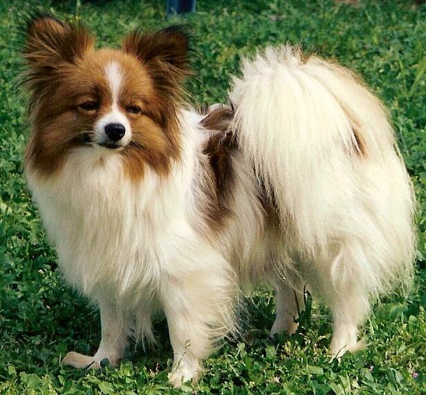 Publication : De mikepol