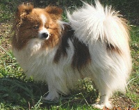 Publication : De mikepol