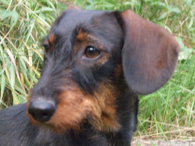 Publication : du Dollerbaechlein