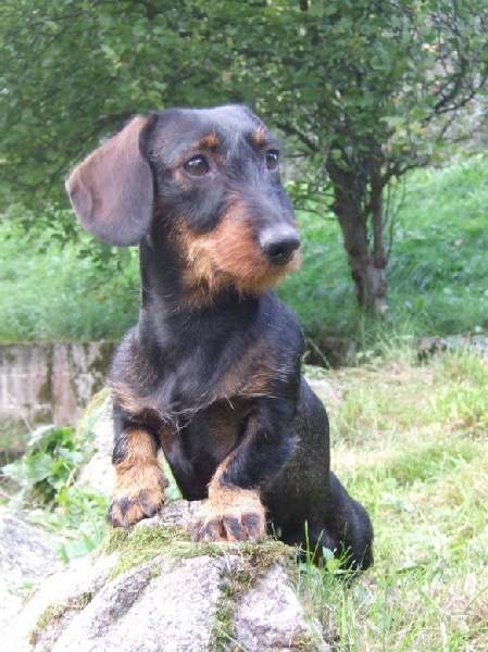 Publication : du Dollerbaechlein