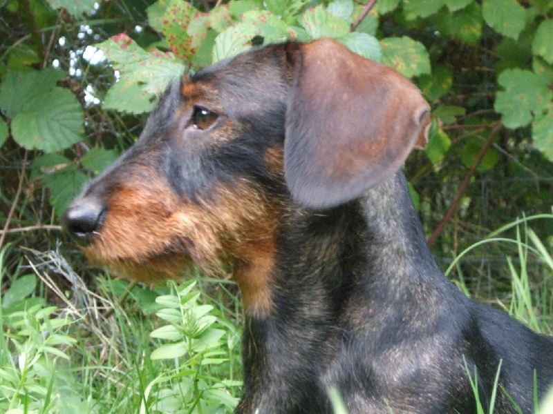 Publication : du Dollerbaechlein