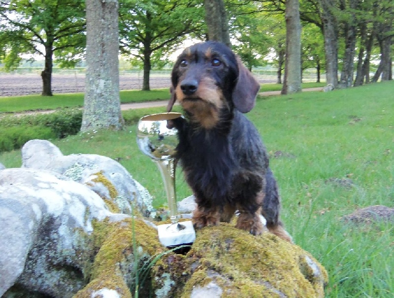 Olek von holschendorf - 2eme prix 87/100