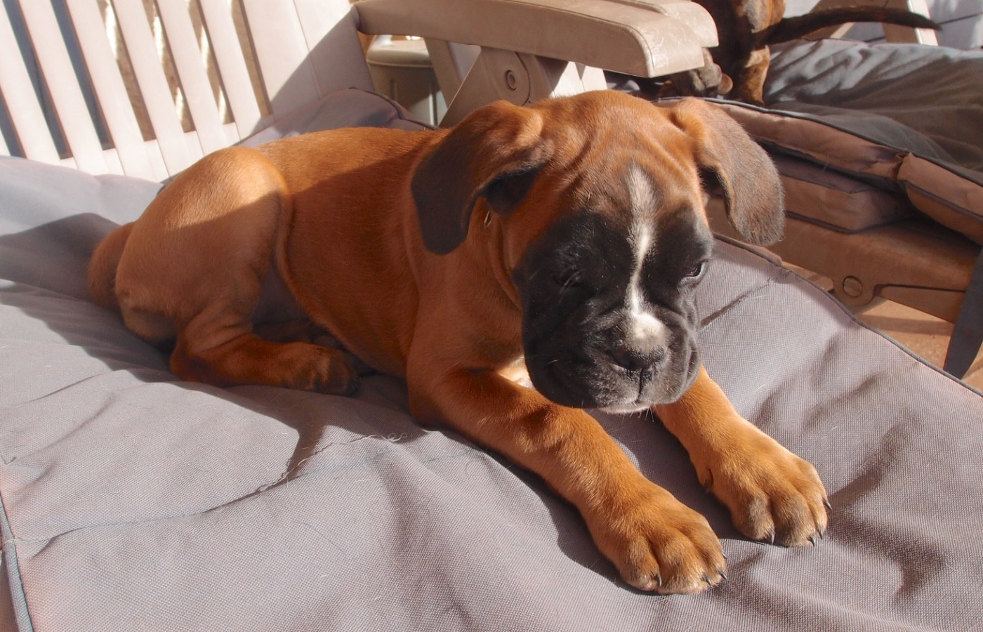 Publication : du Mas aux Albizzias Auteur : Annie SIMON