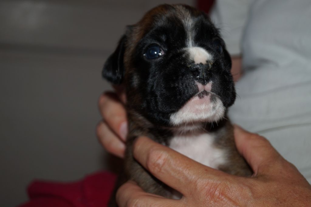 CHIOT - Boxer