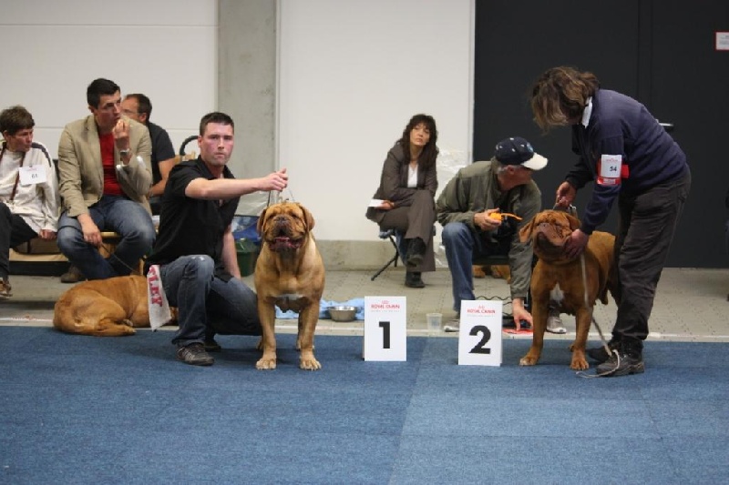 CH. Cayenne des milles diables - 1ère exc CAC VDH CACIB
