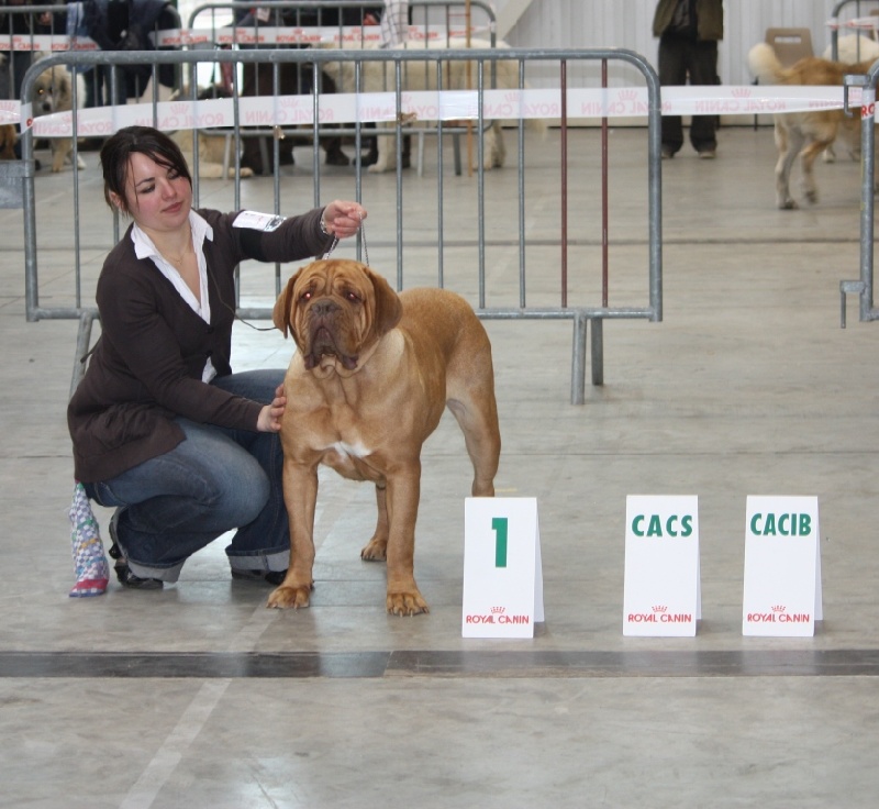 CH. Cayenne des milles diables - 1ère exc CACS CACIB (CO)