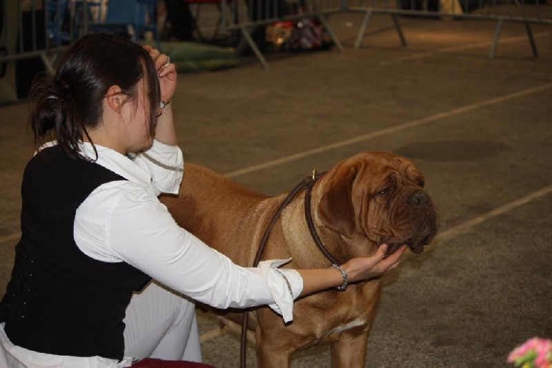 CH. Cayenne des milles diables - 1ère exc CACIB( champion)