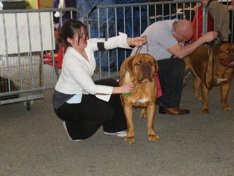CH. Cayenne des milles diables - 1ère excellent CACS CACIB MEILLEUR DE RACE