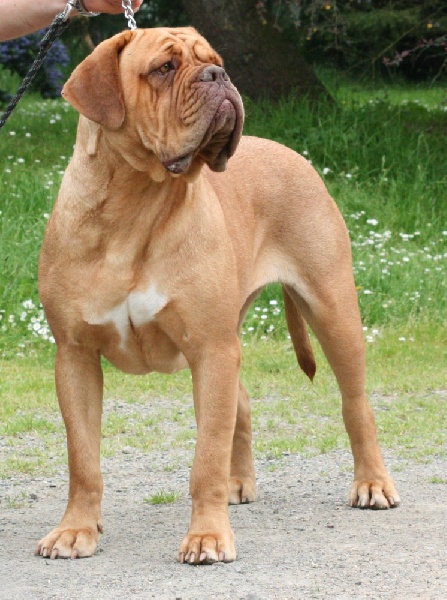 CH. Cayenne des milles diables - 1ère excellent CACS