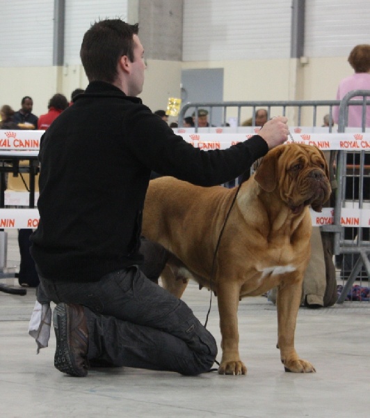 CH. Cayenne des milles diables - 1ère excellent CACS BOB (co)