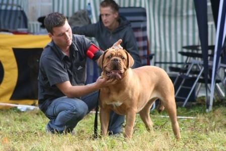CH. Cayenne des milles diables - EXCELLENT (10ième sur 40) en classe intermédiaire