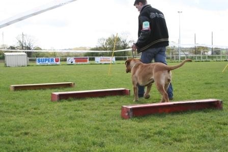 CH. Cayenne des milles diables - Excellent en classe jeune +TAN excellent