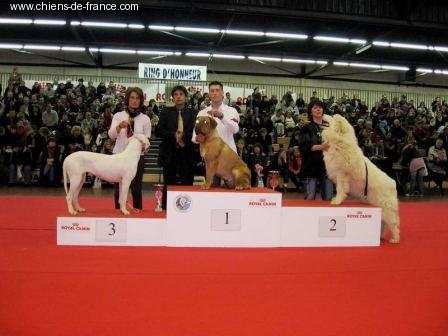 CH. Cayenne des milles diables - 1ère excellent classe jeune meilleur jeune et meilleur jeune du 2ème groupe